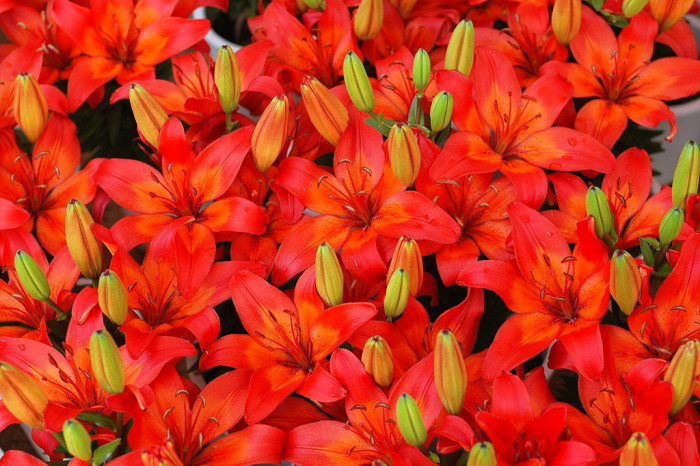 백합 - Lily, Lilium longiflorum Thunb.