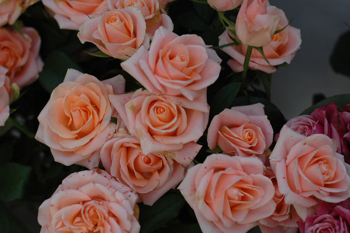 장미 - Rose, Rosa hybrida