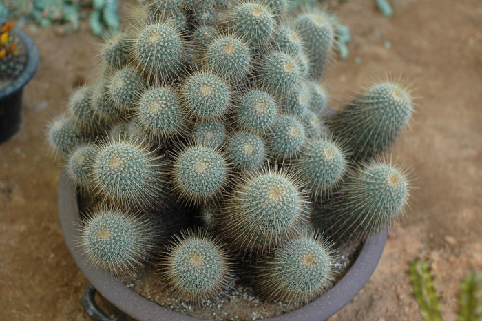 선인장 - Opuntia ficus-indica Mill.