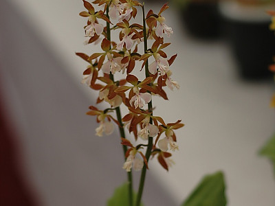 새우난초 사진 - Calanthe discolor Lindl. Photos
