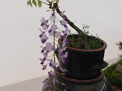 등나무 사진 - Wisteria floribunda (Willd.) DC. for. floribunda Photos