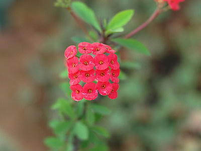 꽃기린 사진 - Euphorbia milii var. splenden Photos