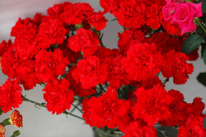 카네이션 - Bernard, Dianthus caryophyllus L.