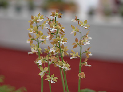 새우난초 사진 - Calanthe discolor Lindl. Photos