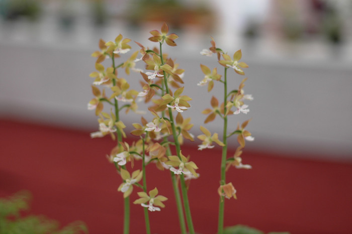 새우난초 - Calanthe discolor Lindl.