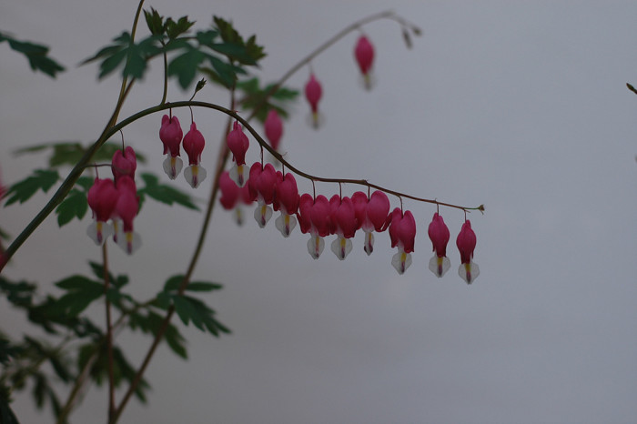 금낭화 - Dicentra spectabilis