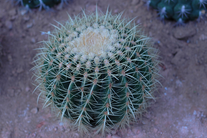 금호 - Golden Barrel, Echinocactus grusonii