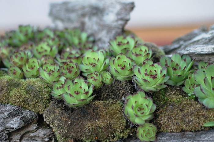 바위솔 - Orostachys japonica