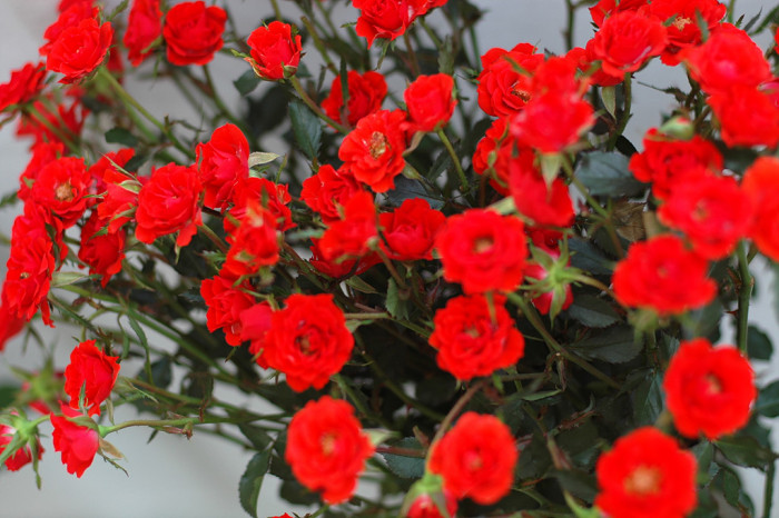 장미 - Rose, Rosa hybrida