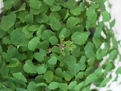 동의나물 사진 - Caltha palustris var Photos