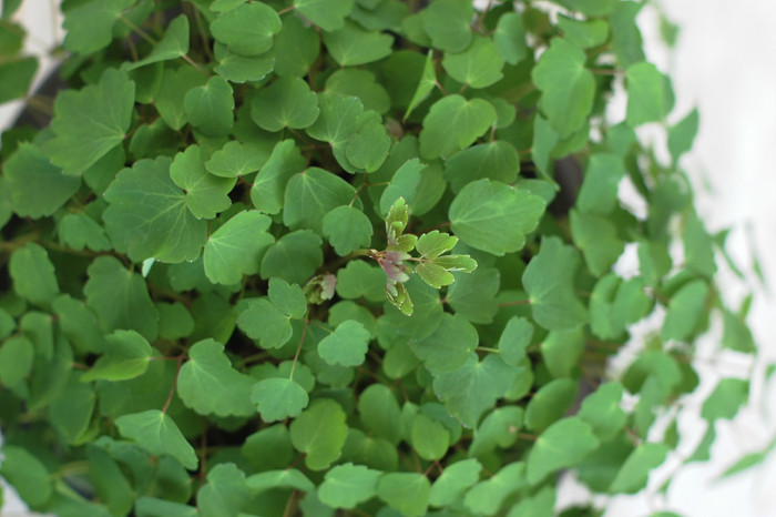 동의나물 - Caltha palustris var