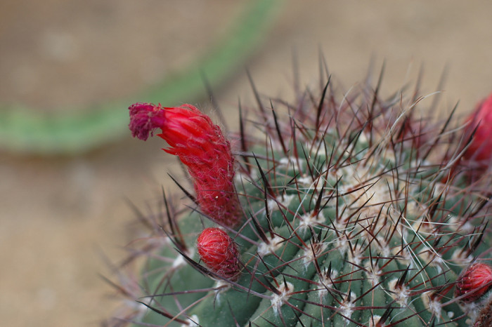 선인장 - Opuntia ficus-indica Mill.
