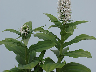 주름제비란 사진 - Gymnadenia camtschatica (Cham.) Miyabe & Kudo Photos
