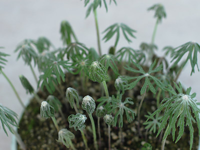 우산나물 사진 - Syneilesis palmata Photos