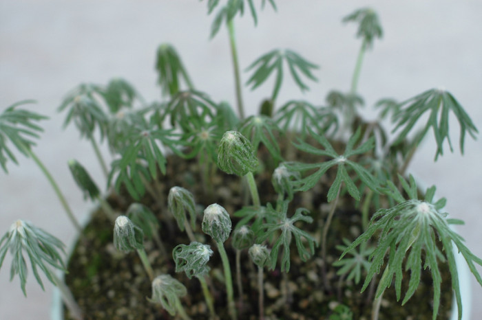 우산나물 - Syneilesis palmata
