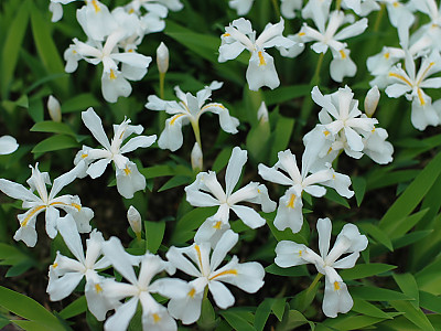 붓꽃 사진 - Iris sanguinea Photos