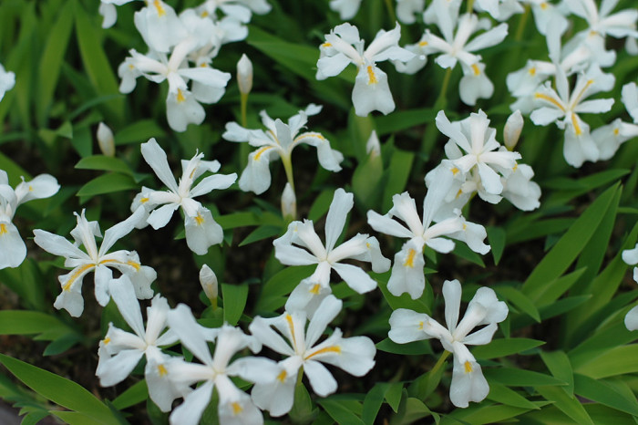 붓꽃 - Iris sanguinea