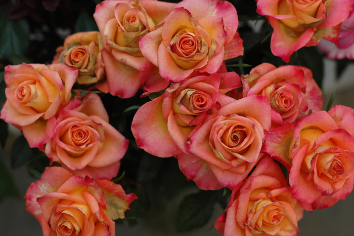 장미 - Rose, Rosa hybrida