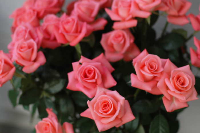 장미 - Rose, Rosa hybrida