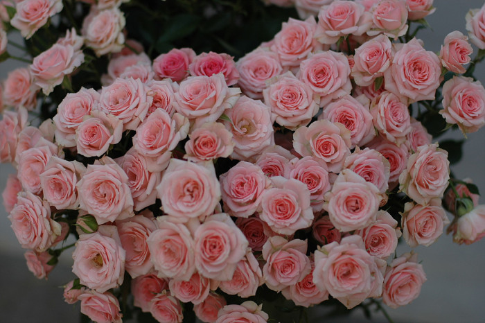 장미 - Rose, Rosa hybrida