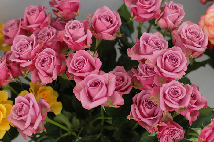 장미 - Rose, Rosa hybrida