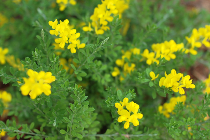 양골담초 - Cytisus scoparius (L.) Link