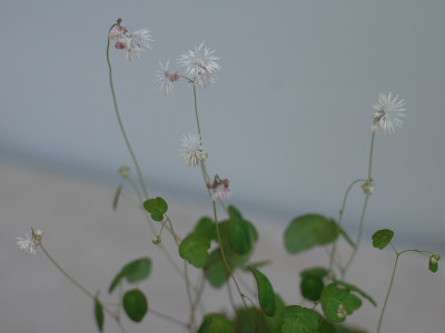 꿩의다리 사진 - Thalictrum aquilegifolium Photos