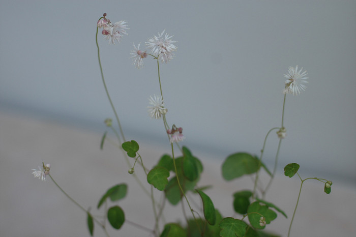 꿩의다리 - Thalictrum aquilegifolium