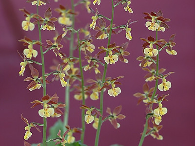 새우난초 사진 - Calanthe discolor Lindl. Photos