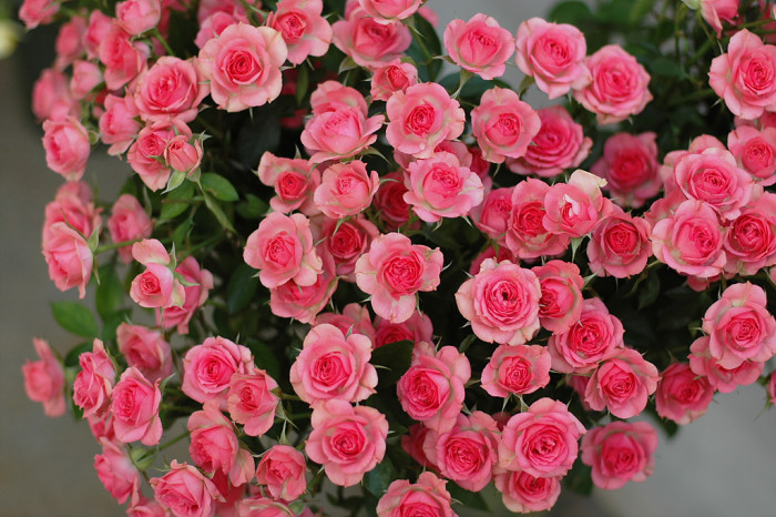 장미 - Rose, Rosa hybrida