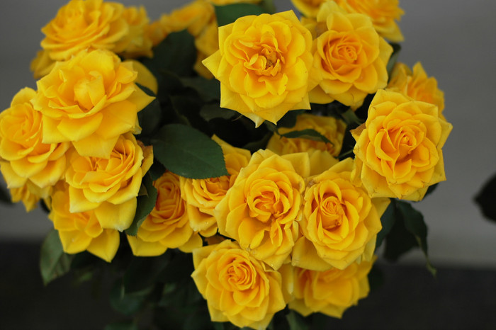 장미 - Rose, Rosa hybrida