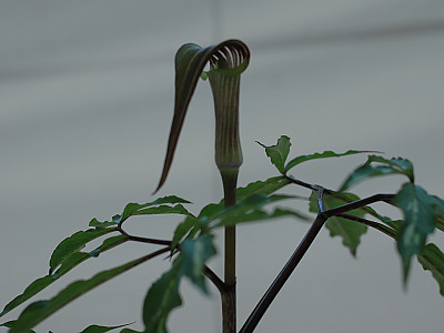 천남성 사진 - Arisaema amurense var Photos