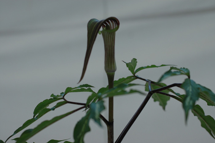 천남성 - Arisaema amurense var