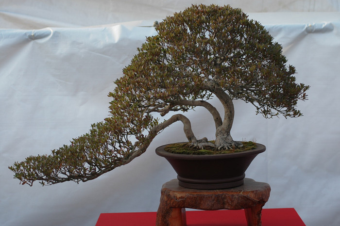 철쭉 - Deciduous Azalea, Rhododendron schlippenbachii Maxim.