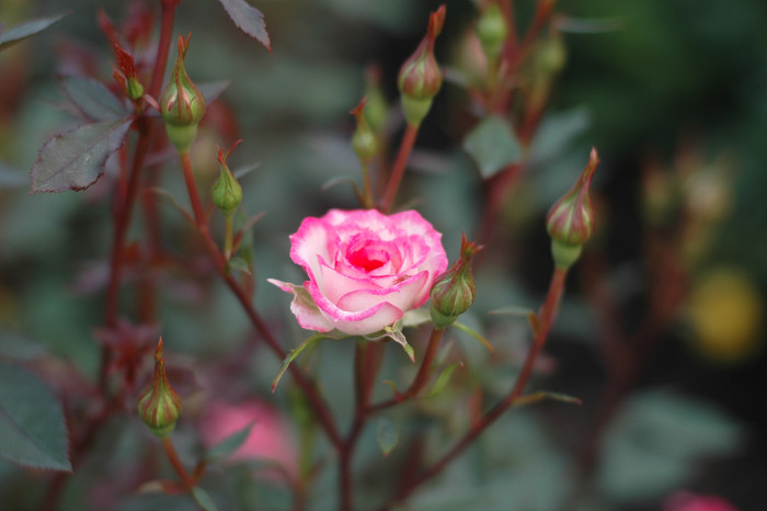 장미 - Rose, Rosa hybrida
