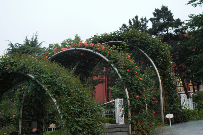 장미 - Rose, Rosa hybrida