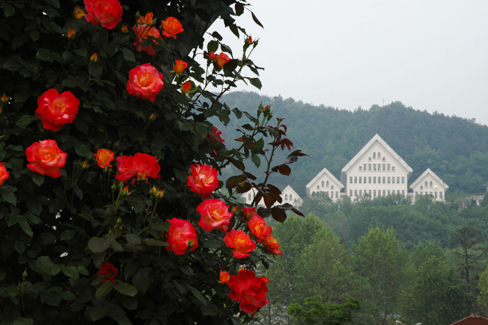 장미 - Rose, Rosa hybrida