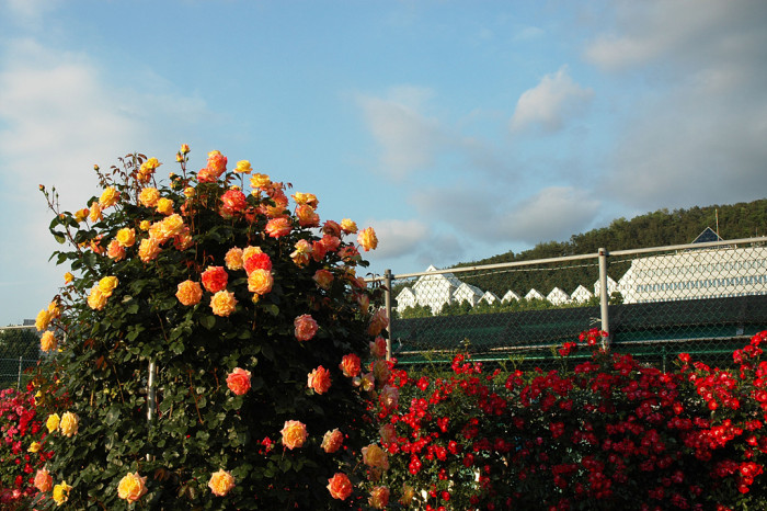 장미 - Rose, Rosa hybrida