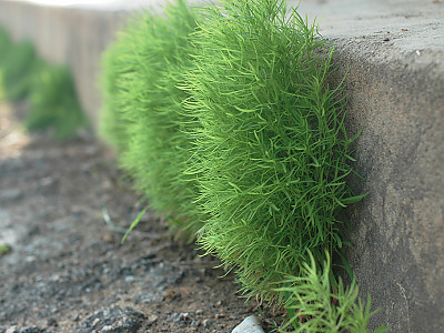 댑싸리 사진 - Kochia scoparia (L.) Schrad. var. scoparia Photos