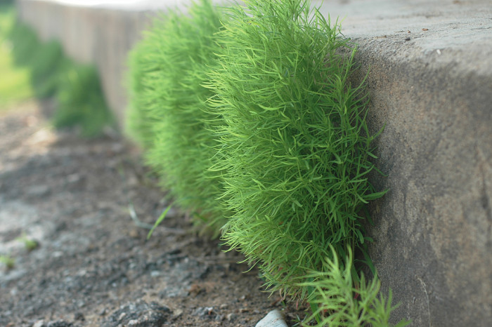 댑싸리 - Kochia scoparia (L.) Schrad. var. scoparia