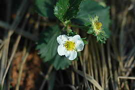 딸기 - Fragaria ananassa Duch.