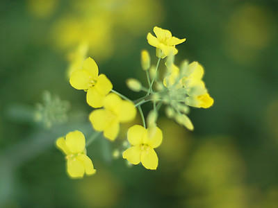 유채꽃 사진 - Brassica napus Photos