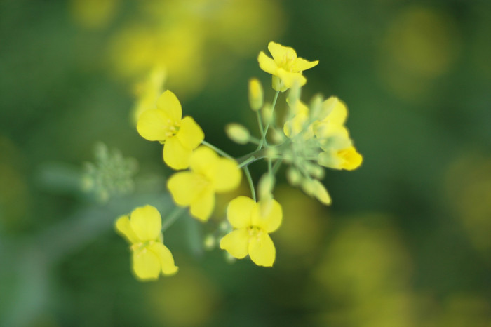 유채꽃 - Siberian kale, Brassica napus