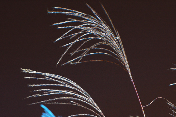 억새 - peder, Miscanthus sinensis var. purpurascens (Andersson) Rendle