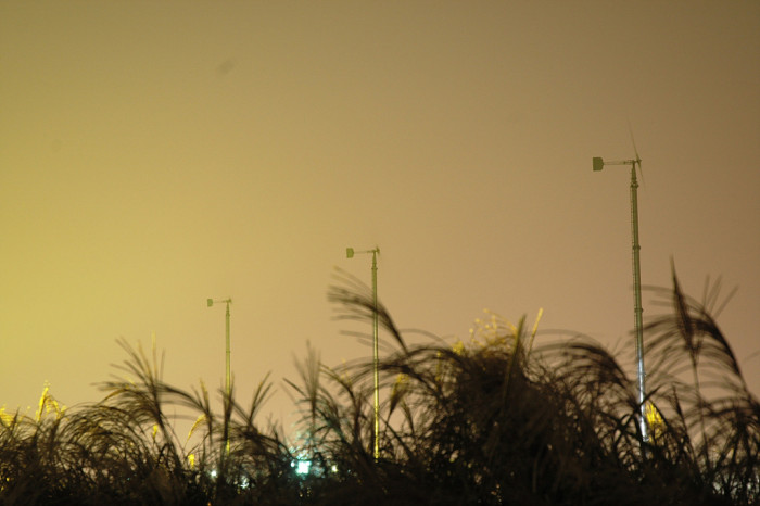 억새 - peder, Miscanthus sinensis var. purpurascens (Andersson) Rendle