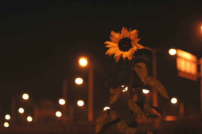 해바라기 - Sunflower, Helianthus annuus