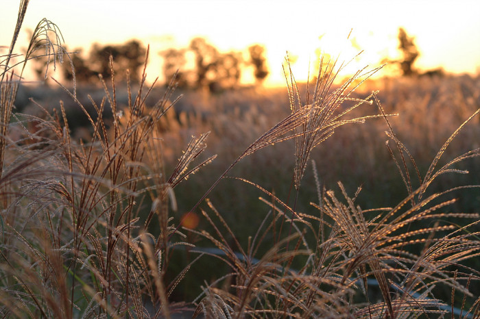 억새 - peder, Miscanthus sinensis var. purpurascens (Andersson) Rendle