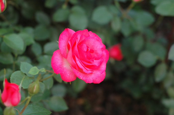 장미 - Rose, Rosa hybrida