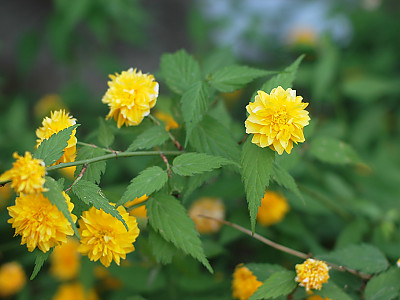 죽단화 사진 - Kerria japonica for. pleniflora (Witte) Rehder Photos