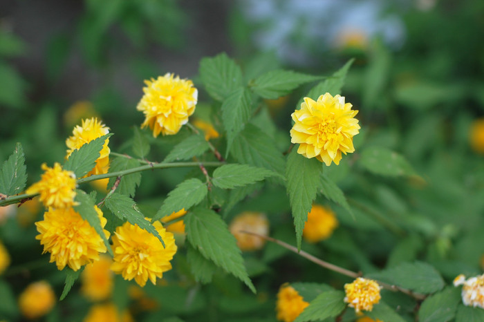 황매화 - Japanese Kerria, Kerria, Kerria japonica
